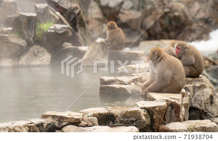 Hot spring and Japanese monkey 71938704