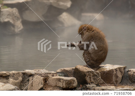 Hot spring and Japanese monkey 71938706