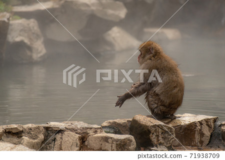 Hot spring and Japanese monkey 71938709