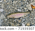 Rainbow trout in Okutama 71939307