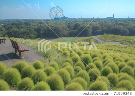 日立海濱公園 71939348