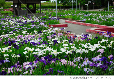 石油是富知水邊公園 71939609