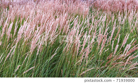 Calamagrostis reed grass green and pink natural background Calamagrostis reed grass green and pink natural background 71939800