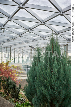Tui under the domed glass ceiling.Winter garden or greenhouse. 71939832