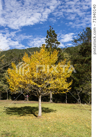 季節限定的大自然-武陵農場銀杏與楓紅 71940140