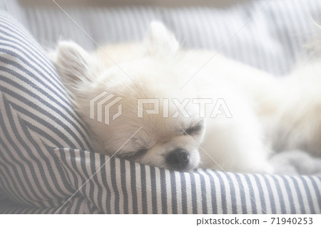 White chihuahua sleeping in bed White chihuahua sleeping in bed 71940253
