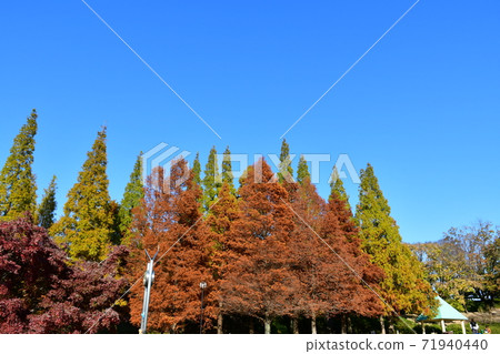Lawn open space in late autumn, autumnal trees Lawn open space in late autumn, autumnal trees 71940440