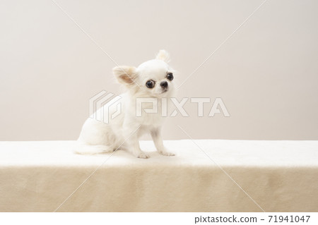 White chihuahua looking at the camera 71941047