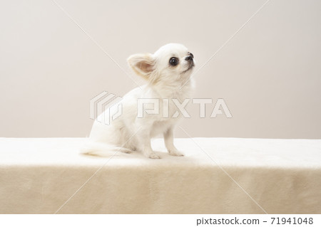 White chihuahua looking up 71941048