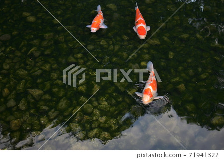 Nishikigoi swimming in a pond (image of a garden) Nishikigoi swimming in a pond (image of a garden) 71941322