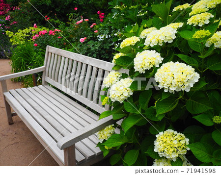 Bench and hydrangea 71941598