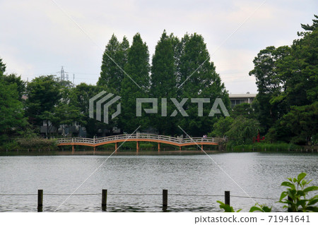 在東京都大田區南千塚的千石池公園的遠處,可以看到池月橋。 在東京都大田區南千塚的千石池公園的遠處,可以看到池月橋。 71941641