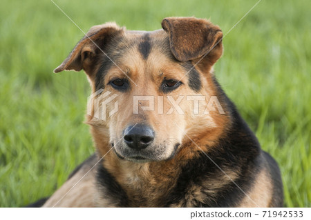 Portrait of a red dog on a background of green grass 71942533