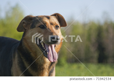 Portrait of a red dog on a background of green trees 71942534