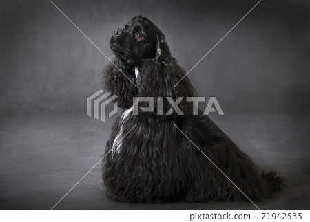 Black dog american cocker spaniel 71942535