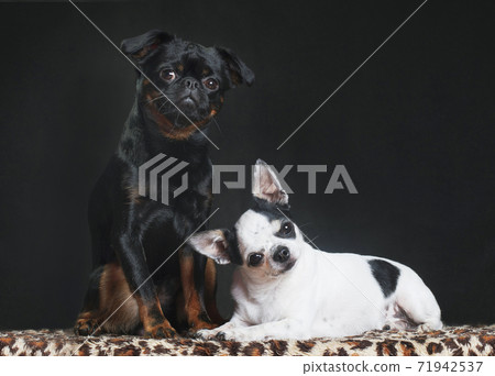 Cute black dog Pti Brabancon and white chihuahua dog 71942537