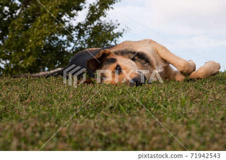red dog lies on green grass and rests 71942543