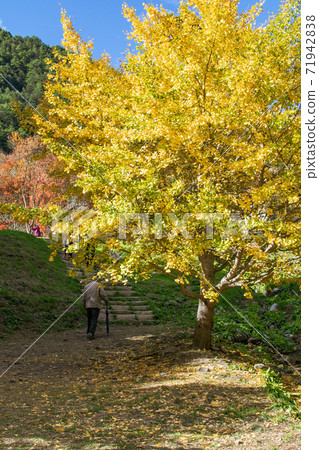 季節限定的大自然-武陵農場銀杏與楓紅 71942838