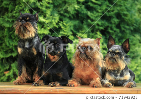 Four cute dogs, griffon and brabancon breeds Four cute dogs, griffon and brabancon breeds 71942923