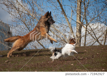 Synchronous dogs large and small, Tervuren and Papillon Synchronous dogs large and small, Tervuren and Papillon 71942927