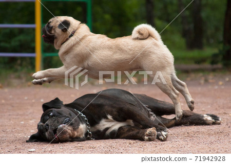 Circus number of trained dogs pug and boxer 71942928