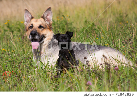 Big shepherd and little brabancon are friends Big shepherd and little brabancon are friends 71942929