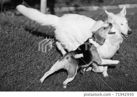 Two dogs, a white shepherd and a beagle, play together 71942930