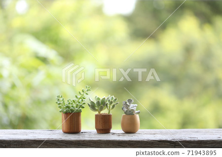 Small cute succulant plants in brown wooden pot  71943895