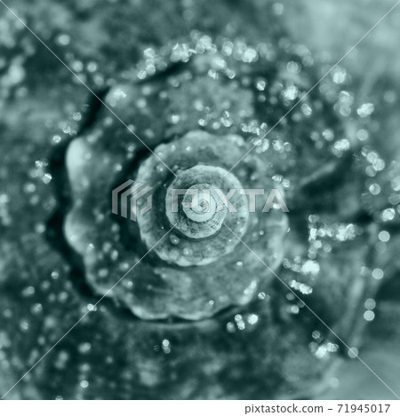 Sea shell close up. Top view, deep focus. Spiral and curly shell texture. Sea shell toned in trendy 2021 color Sea shell close up. Top view, deep focus. Spiral and curly shell texture. Sea shell toned in trendy 2021 color 71945017