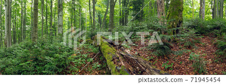 Green primeval forest in summer in Stuzica, Poloniny national park, Slovakia. 71945454