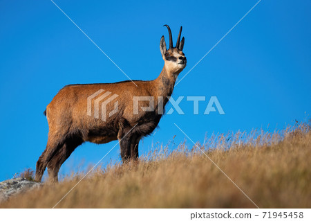 Majestic alpine chamois standing on top a hill and looking around 71945458