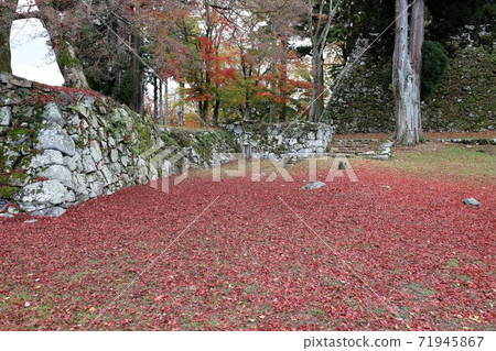 Autumn leaves of Takatori Castle, Nara Prefecture Autumn leaves of Takatori Castle, Nara Prefecture 71945867
