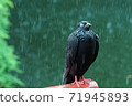 忍受雨淋的鴿子 71945893