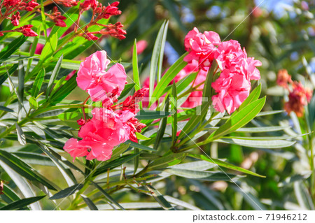 Blooming pink Nerium oleander in a garden Blooming pink Nerium oleander in a garden 71946212