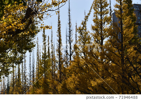 A row of ginkgo trees in the Jingu Gaien that turns yellow 71946488