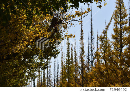 A row of ginkgo trees in the Jingu Gaien that turns yellow A row of ginkgo trees in the Jingu Gaien that turns yellow 71946492