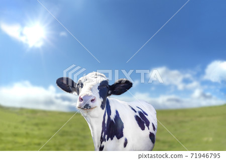 A calf with a laughing face on a ranch against the backdrop of the blue sky and the sun 71946795