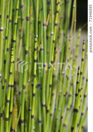 Scouring rush horsetail 71946895