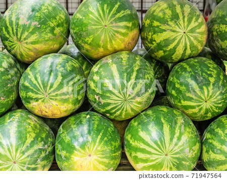 Many large sweet green watermelons lying in a row Many large sweet green watermelons lying in a row 71947564