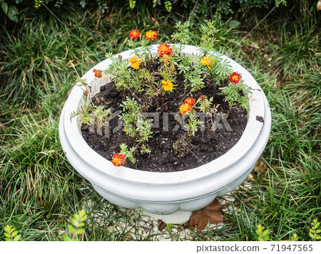 Round stone pot with yellow flowers stands on green grass Round stone pot with yellow flowers stands on green grass 71947565