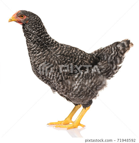 one black chicken isolated on white background, studio shoot one black chicken isolated on white background, studio shoot 71948592