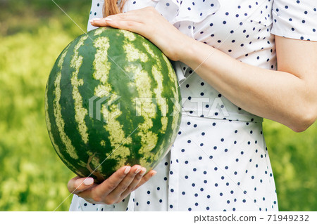 Whole watermelon in hands. 71949232