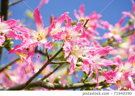 Okinawa's ornamental tree, the silk floss tree. The pink color is beautiful 71949390
