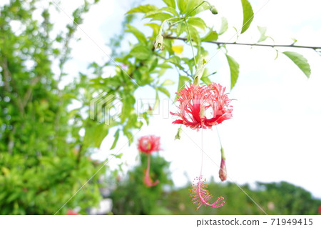 Dancing petals, Furin Bussouge Dancing petals, Furin Bussouge 71949415