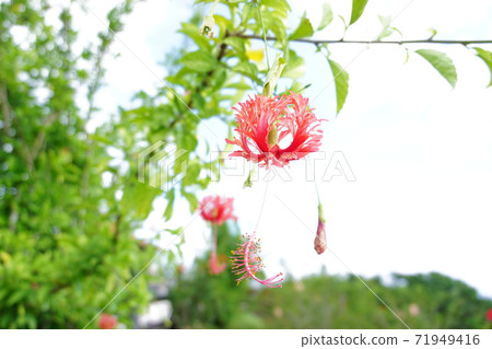 Furin Bussouge Motorcycle 71949416