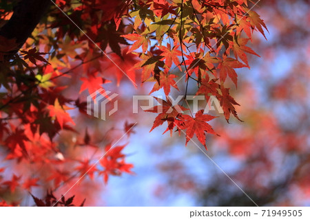 Acer palmatum Acer palmatum 71949505
