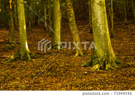 Early autumn forest on sunny day. Woods in Styria, Austria 71949548