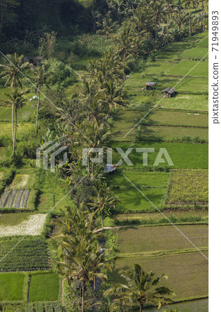 Crop fields, and rice paddies, near the village of Besakih, Bali, Indonesia. Crop fields, and rice paddies, near the village of Besakih, Bali, Indonesia. 71949893
