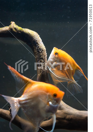 Pair of Gold Pterophyllum Scalare in aqarium, yellow angelfish lays its eggs. Pair of Gold Pterophyllum Scalare in aqarium, yellow angelfish lays its eggs. 71950013