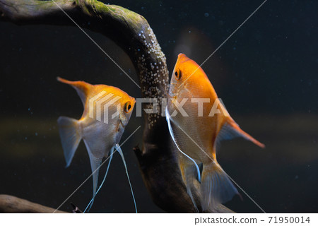 Pair of Gold Pterophyllum Scalare in aqarium, yellow angelfish lays its eggs. Pair of Gold Pterophyllum Scalare in aqarium, yellow angelfish lays its eggs. 71950014